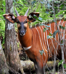 Kenya on the path to establish new Mountain Bongo and Black Rhino sanctuary on Mt. Kenya - Lewa Wildlife Conservancy