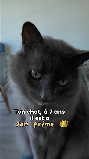 Tu fais peut-être cette erreur avec ton chat senior (plus de 7 ans)