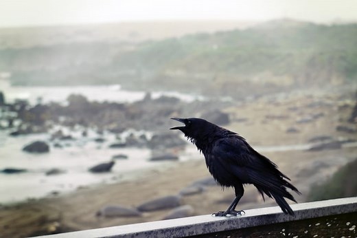 Single Black Crow Meaning: 11 Spiritual Messages