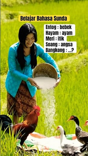 Belajar Bahasa Sunda Soang Artinya Adalah