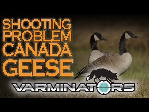 Shooting Problem Canada Geese