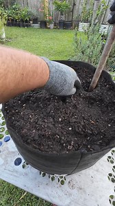 4.5K views · 36 reactions | Planting Hoss Elephant Garlic in Smart Pots | Texas Garden Guy | Facebook