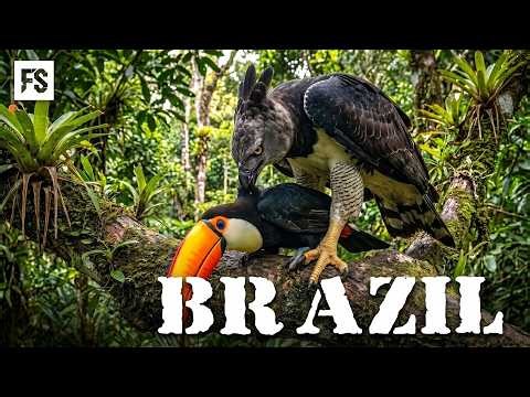 WILD BRAZIL | Where Jaguars Rule the World's Largest Wetland | Full Documentary