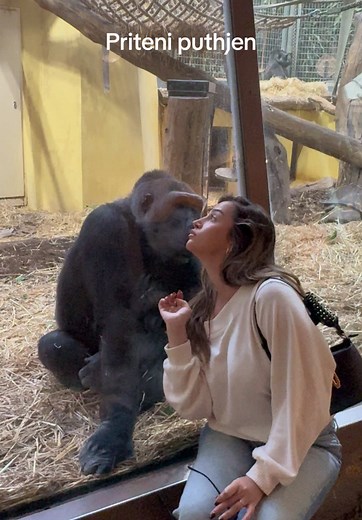 Funny Gorilla Pranks in the Zoo