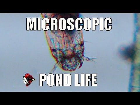 Microscopic Pond Life - Biodiversity Shorts #10
