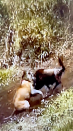 Epic Wildebeest rescue: Brave Wildebeest save their friend from Lion attack