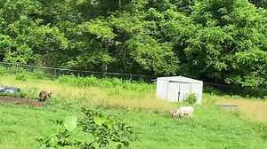 14K views · 458 reactions | Forest Hill. Summers County. Noah’s ark. Text 304.916.2239. wvpropertyforsale.com | Rapid River Realty | Facebook