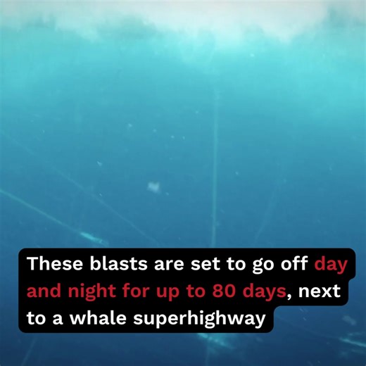 🚨 BREAKING 🚨 Woodside has now started seismic blasting in endangered pygmy blue whale habitat off Western Australia 💥⚠️ The deafening blasts are louder than a jet plane – putting whales at risk of injury… or even deafening them. Sadly, a deaf whale is a dead whale 🐋 Don’t let Woodside put whales in danger just to drill more climate-polluting gas. Donate today to help stop Woodside ✊ | Greenpeace Australia Pacific
