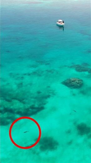 Magical Drone eat with GIANT FISH #fishing #shorts