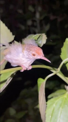 Lantern cicadas, tailorbirds, and moths
