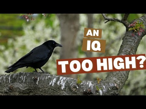 Ravens and Crows Are Smarter Than You Think — Here’s the Proof