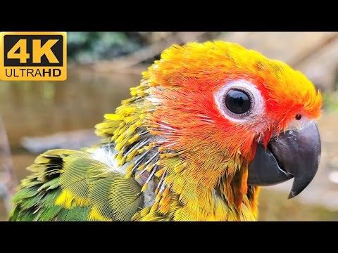 Sun conure in the nature so relaxing sounds, sun conure sounds.
