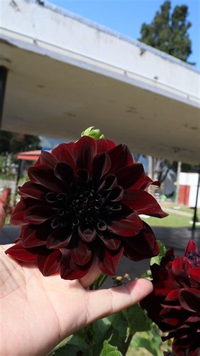 Dahlia - Dalia