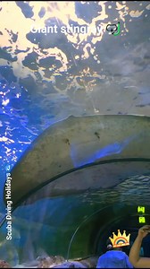 Graceful and powerful—this *giant stingray* glides effortlessly through the water, showing off its impressive wingspan. A stunning encounter up close! 💫🐟 #Stingray #aquariumlife #MarineBeauty #SeaCreatures #AquaticLife #UnderwaterWorld #reelsviralシfb | Scuba Diving Holidays