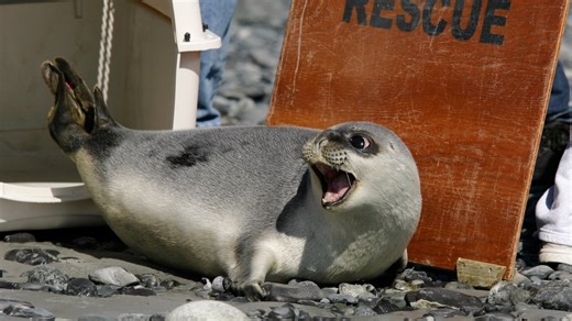 IUCN list of threatened species reveals animals that face extinction