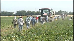 Valley farm workers practice social distancing as they continue work in fields