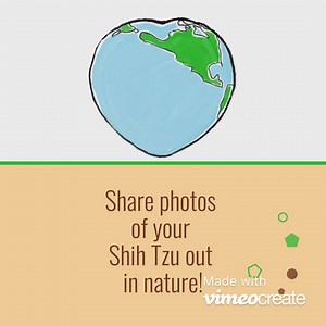 Share your photos in the comments! | NorthStar Shih Tzu Rescue