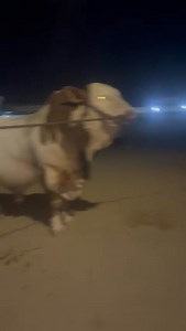 814K views · 10K reactions | DANGEROUS BULL BACHAT HOGAYE SHELBY BY BUBBLY CATTLE FARM 2025 ❤️ #cowmandi #ksgs #bull #bakraeid2025 #bakraeid2025❤️殺 #bakraeid2025❤️殺 Karachi Sohrab Goth Studio Don't Forget to Subscribe https://www.youtube.com/@AdminIMAD | Karachi Sohrab Goth Studio | Facebook
