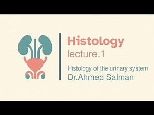 Histology of the Urinary system
