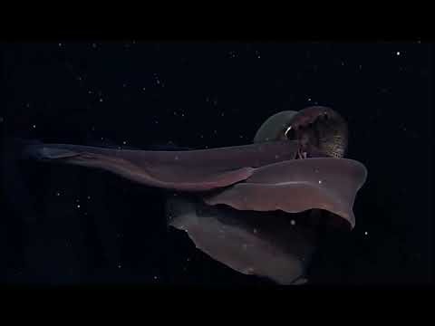 Stygiomedusa Gigantea and Magnapinna Fan Video