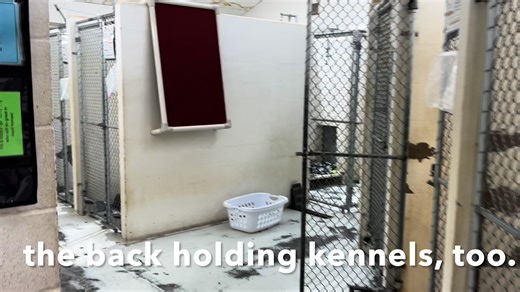 Have you been to our building since mid-April? If not, you may not have seen our beautiful new kennels after the renovation! 🐕 Our building has had the same paint & floors since 2004. That's a long time -- some places repaint every year! But with the wear & tear we put on our facility to prevent illness among the animals, ordinary paint will not withstand our cleaning protocols. We have to have the good stuff (i.e. the expensive stuff.) 🖌️🎨 Which is why we are so grateful to our donors throug