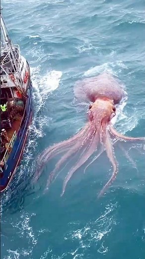 Colossal Squid Emerges from Depths During Ocean Storm in Patagonia