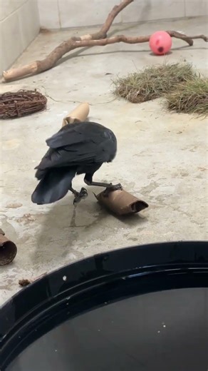 Tippi the Very Smart Crow