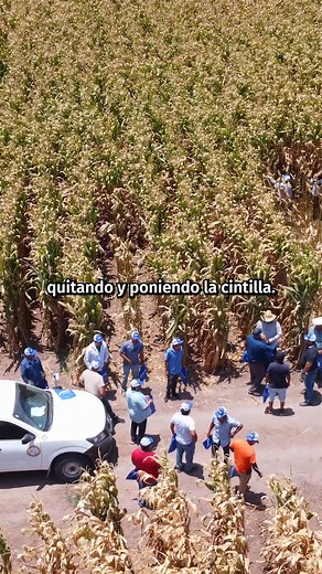Producción de maíz en alta densidad con riego por goteo de Netafim México #Netafim #crecermasconmenos #Maíz #Agricultura #riegoporgoteo #maíz | Revista Comentarios