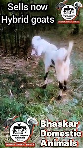 Sells now hybrid goats 🐐 #bhaskardomesticanimals #goatfarming #chhelichasha #shorts