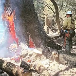 1.3M views · 9.8K reactions | #logger #logging #chainsaw #arborist #stihl #treework #treelife #treecutting #loggers #stihlchainsaw #husqvarna #arblife #treecare #loggerlife #treesurgeon #forestry #treefelling #arboristlife #treeclimber #treeclimbing #treeservice #treeremoval #lumberjack #timberfaller #arboriculture #arboristsofinstagram #arborists #axe #treeworker #forest | Logger Pro | Facebook