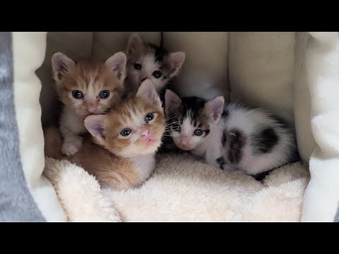 [#286] 엄마고양이와 생이별한 새끼고양이들, 그리고 엄마고양이 소식