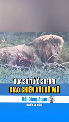 Lion gets revenge from hippo. #haidangaqua #animals #interesting #explore #knowledge #learn