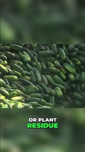 Cucumber Cleaning From Dirty to Delicious in Seconds!