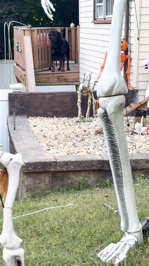 Who is he barking at?? 😂 #rottweiler #guarddog #barking #rottie