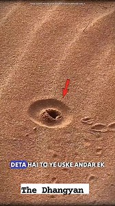 24K views · 129 reactions | white dancing lady spider #science #sciencefacts #astronomy #space #facts 4 #fact #reelitfeelit #viral | The Dhangyan | Facebook