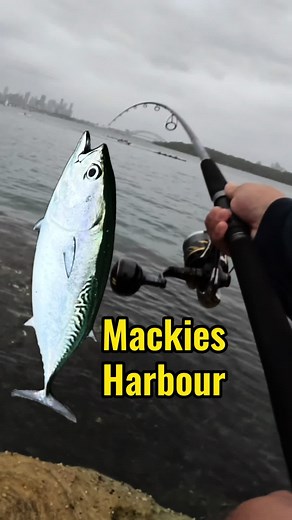 Sydney Harbour Fishing Adventure: Secret Spots & Lure Fishing