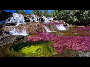 Caño Cristales Tour - Colombia | FlashpackerConnect