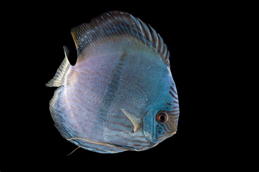 Authentic Discus Biotope , September 22, 2025 🇧🇷🇧🇷🇧🇷🇧🇷🇧🇷🇧🇷 #discus #wilddiscus #discusfish #discusfishlover #freshwaterfish #freshwateraquarium #aquariumfish #hek #hekdiscus | Hudson Crizanto Gonçalves
