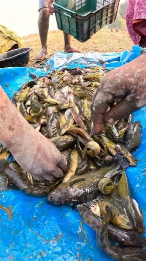 Incredible Catch! Plenty of Local Fish at Once #LocalFish #FishingLife #BigCatch #VillageLife
