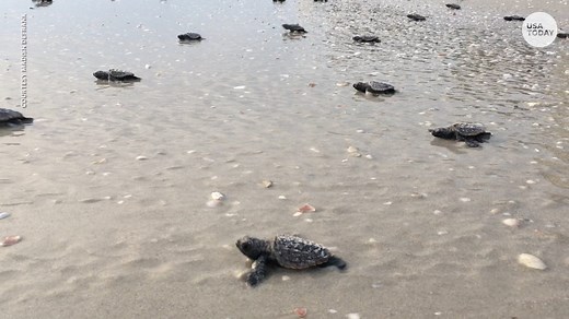 Nest of baby sea turtles march into Gulf of Mexico