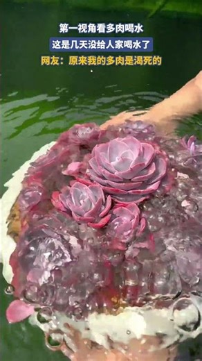A first-person view of succulents drinking water: It's been several days since we've given them a...