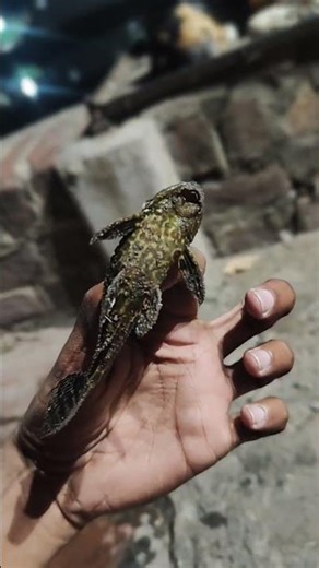 alpha coco dile fish amazing fish kalwa fish 🐟🐟🐟🐟🐠🐠🐠 0.4