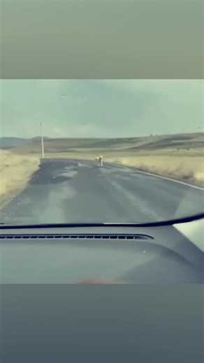 He Helped a Starving Dog and Her Puppy in a Cold, Desolate Place#shorts #foryoupage #tiktokstory #viralvideo #fyb