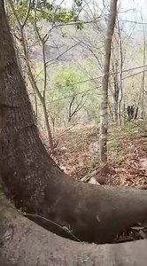 🔥 CJNG vs Familia Michoacana en Zihuaquio 🔫🌄 Arranca la guerra en la sierra de Guerrero 🏞️, específicamente en Zihuaquio, Guerrero, donde el Cártel Jalisco Nueva Generación (CJNG) le declaró la guerra a La Familia Michoacana. Todo esto ocurre tras la difusión de un video donde “El Barbas”, presunto operador del CJNG en Zitácuaro, Michoacán, anuncia que van por el control de Tuzantla y promete acabar con los abusos de la FM 💥📹. 💣 Como contexto, estas dos organizaciones ya se habían enfrent