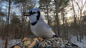 Dark-eyed Junco, Tufted Titmice, Blue Jays, Black-capped Chickadees | Critter Cam