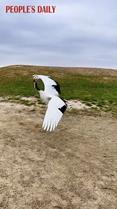 You're a dancing angel! A red-crowned crane shows off its lithe and dainty movements at the Zhalong National Nature Reserve in Qiqihar, northeast China's Heilongjiang Province. | VideoChina