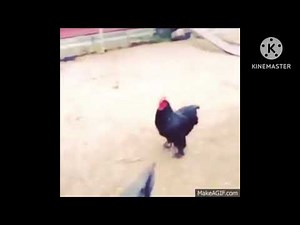 Chicken get shot by shotgun con sound
