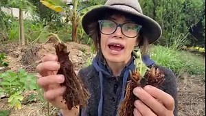 3.5K views · 74 reactions | Strawberry Plants are an exciting ground cover fitting into many creative places. We show you just how easy it is to plant them from bare root plants. 0:00 - Intro - Bare Root Strawberries 0:15 - What they look like 0:30 - Identifying the Growing Tip 1:15 - Planting ideas (Ground Cover) 1:45 - Planting demonstration | Daleys Fruit Tree Nursery | Facebook