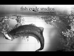 Fishing topwater frogs for bass: the SCIENCE of setting the hook