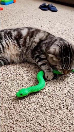 Epic Cat vs Snake Ninja Battles Compilation 🐍 Reflexes Unleashed!
